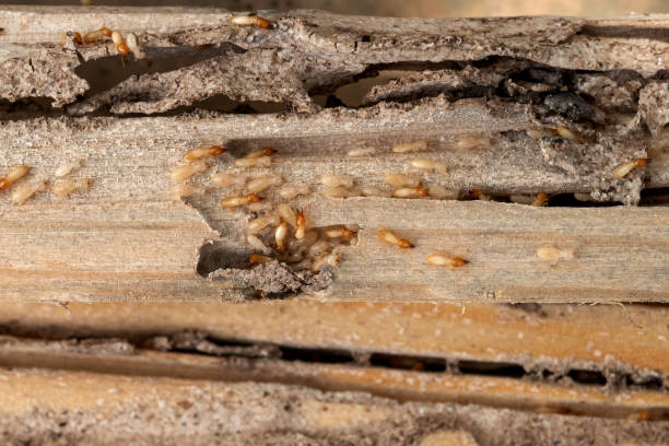 Best Emergency Pest Control  in Talahi Island, GA